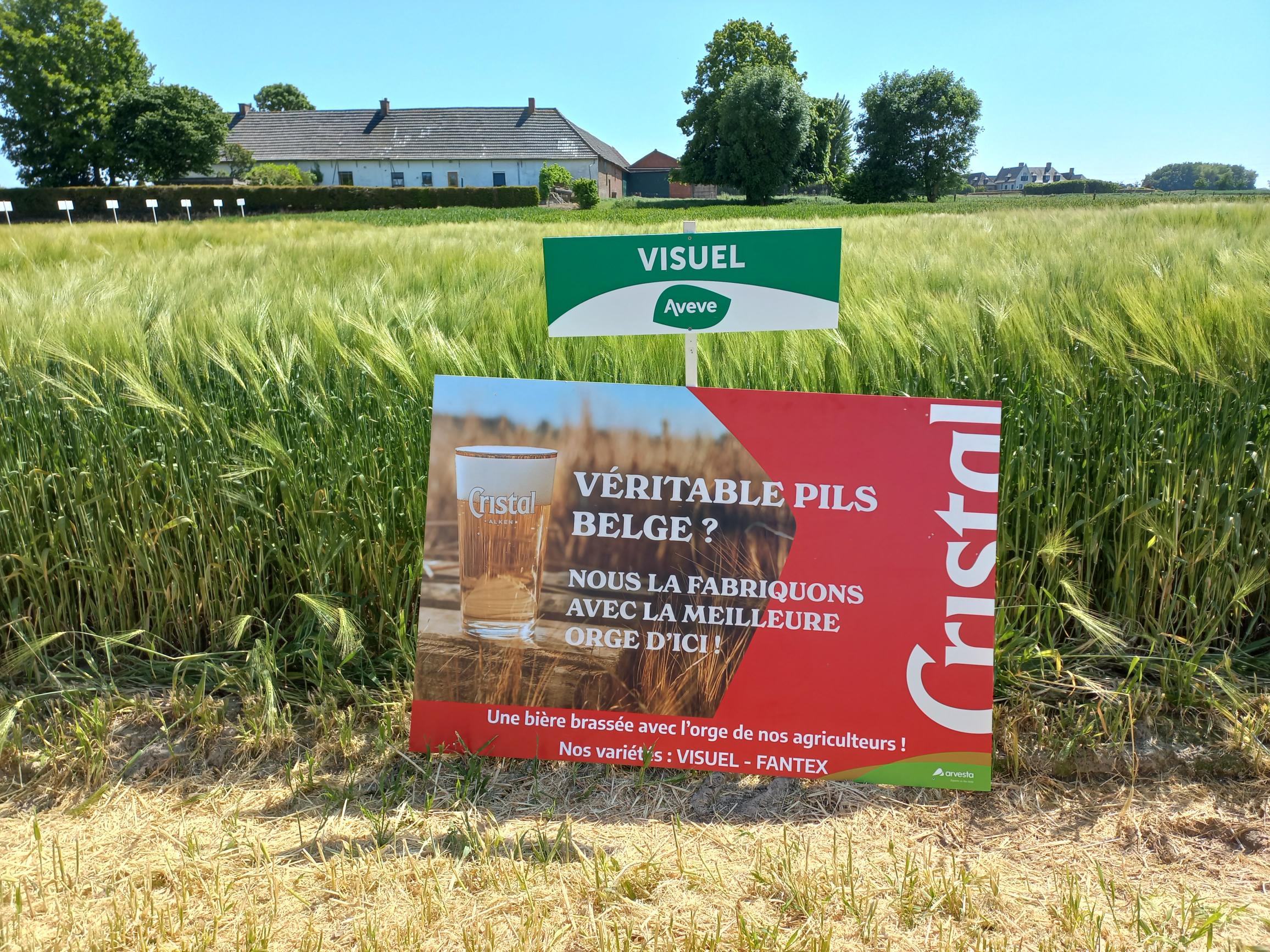 Persartikel Boer en Tuinder 5 aug. 2021: Duurzame Vlaamse LU Harmony tarwe
